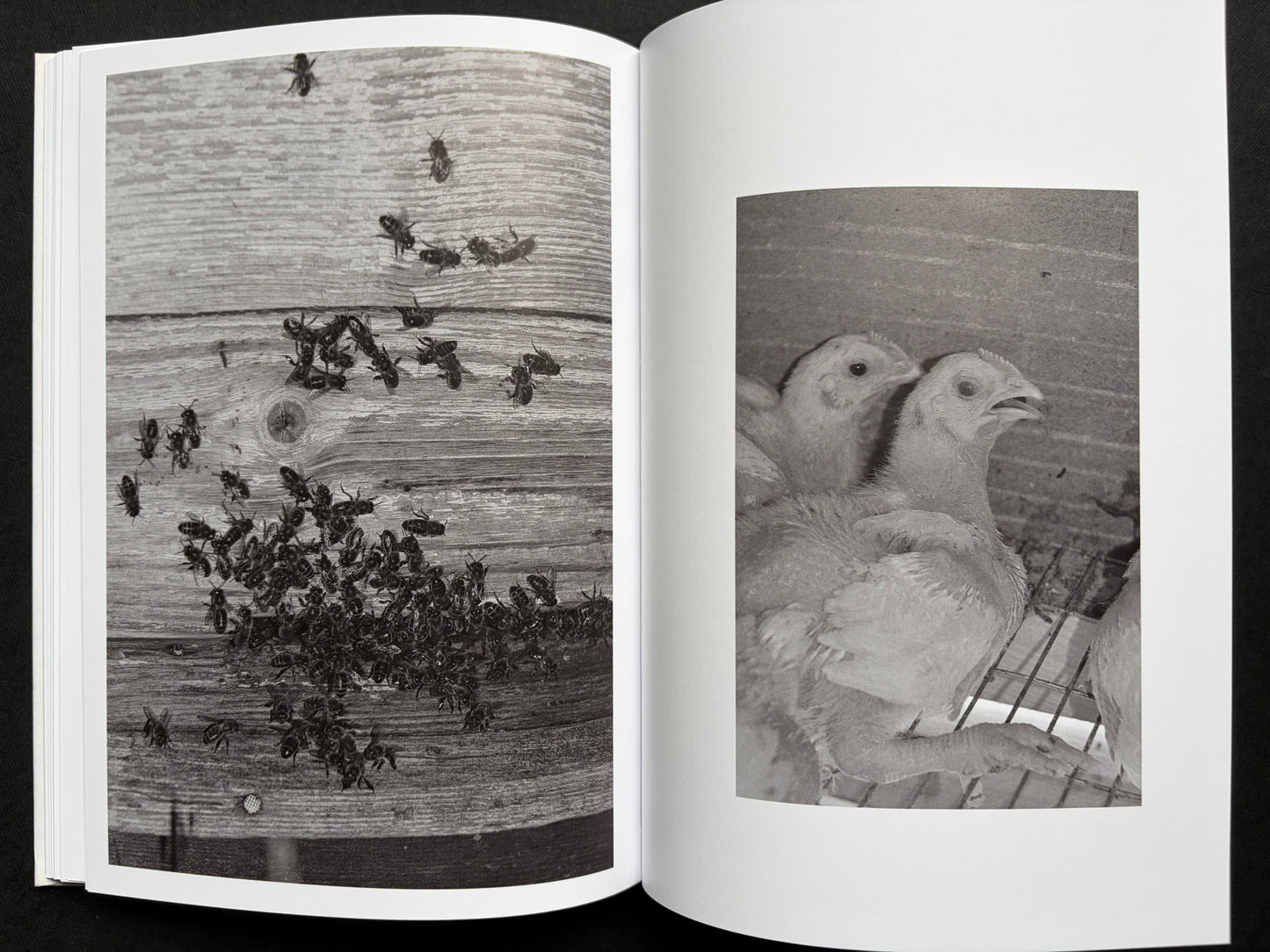 Gut Feeling by Kristina Rozhkova, open spread with insects and chickens