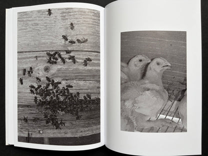 Gut Feeling by Kristina Rozhkova, open spread with insects and chickens
