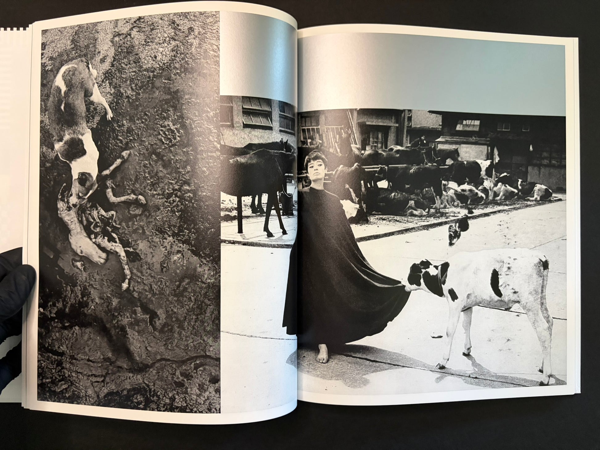 Open spread with a dog and a woman in a white dress beside a dog in an outdoor scene