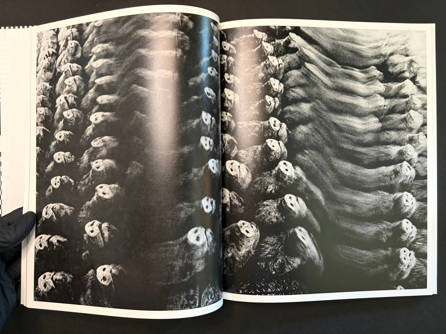 Open spread with two black-and-white photographs of sheep filling both pages