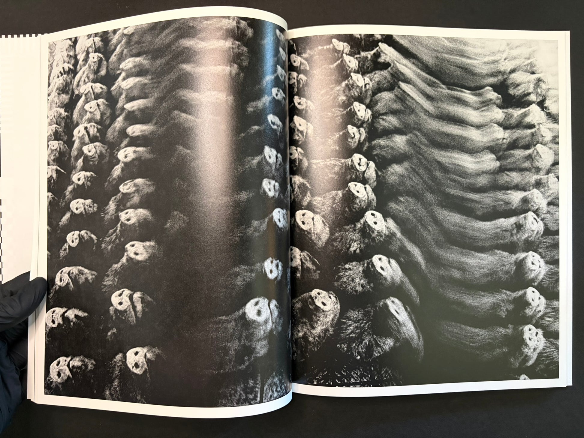 Open spread with two black-and-white photographs of sheep filling both pages