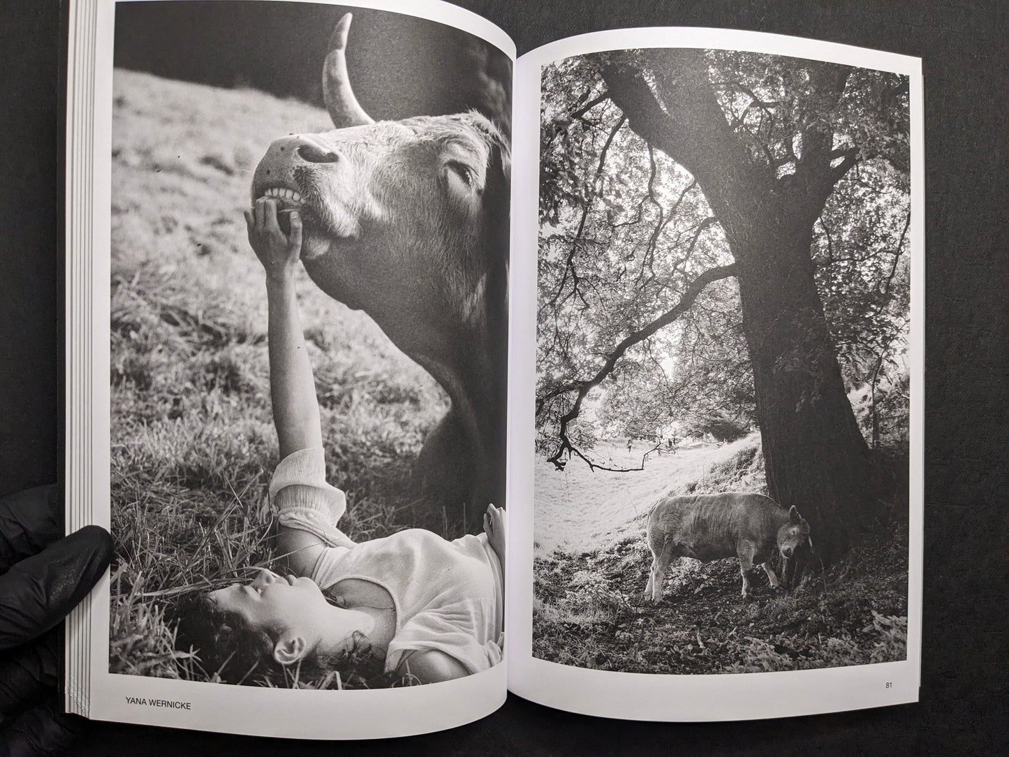 Interior spread for Yana Wernicke, with a figure near a cow and a cow beneath a tree.