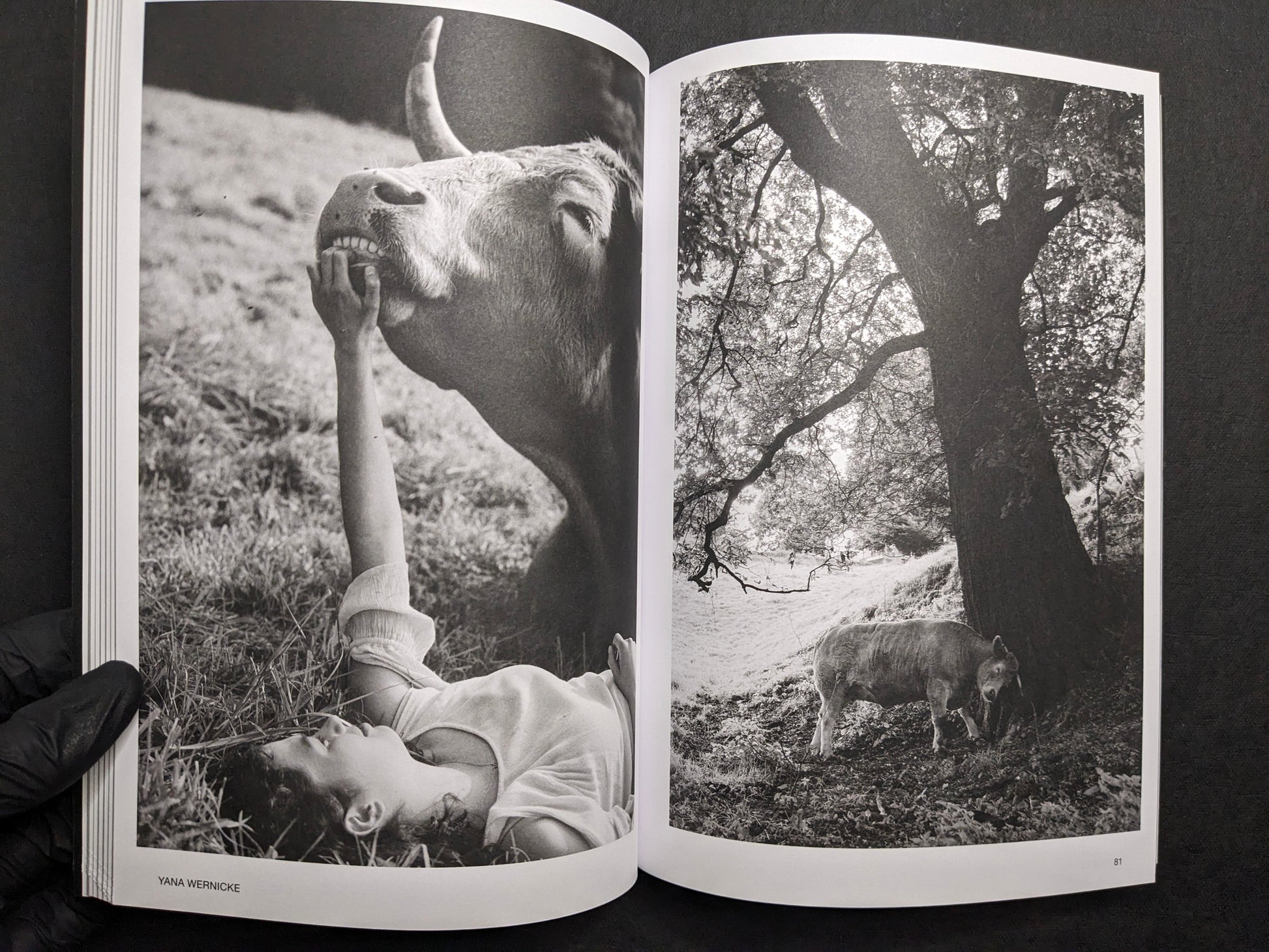 Interior spread for Yana Wernicke, with a figure near a cow and a cow beneath a tree.