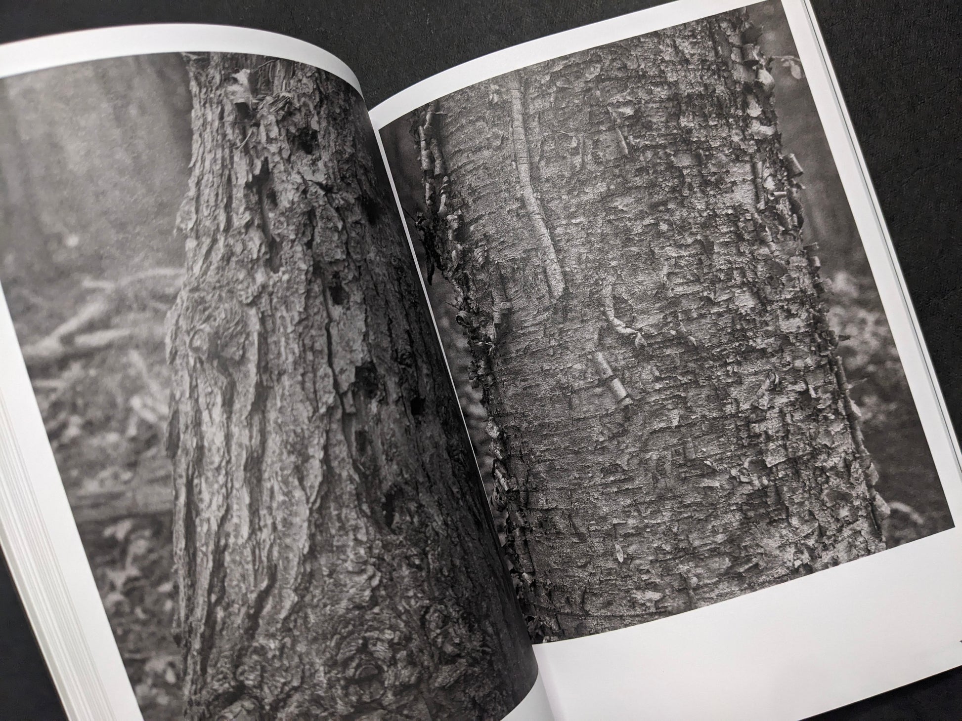 Inside spread from Hotshoe Issue 214 with Stephen Shore black-and-white close-ups of tree bark texture.