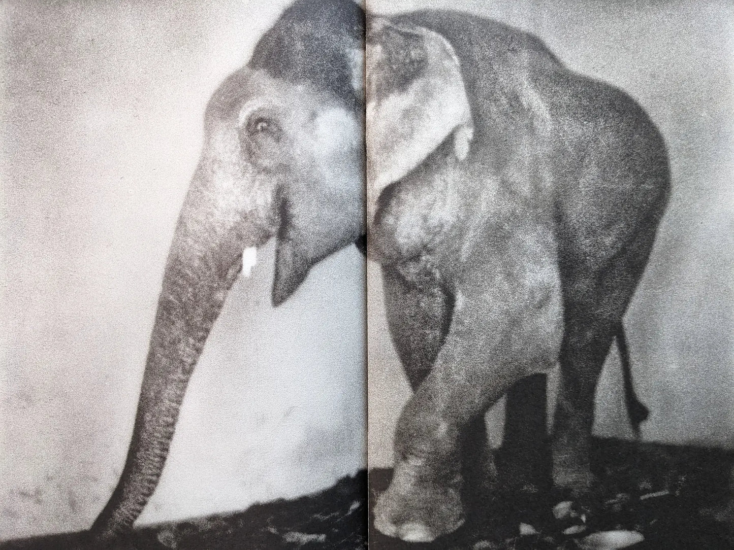 Interior spread from Hunger – Epilogue showing a close, grainy black and white portrait of an elephant standing in a bare interior space.