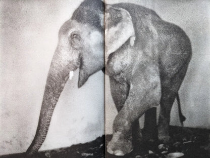 Interior spread from Hunger – Epilogue showing a close, grainy black and white portrait of an elephant standing in a bare interior space.