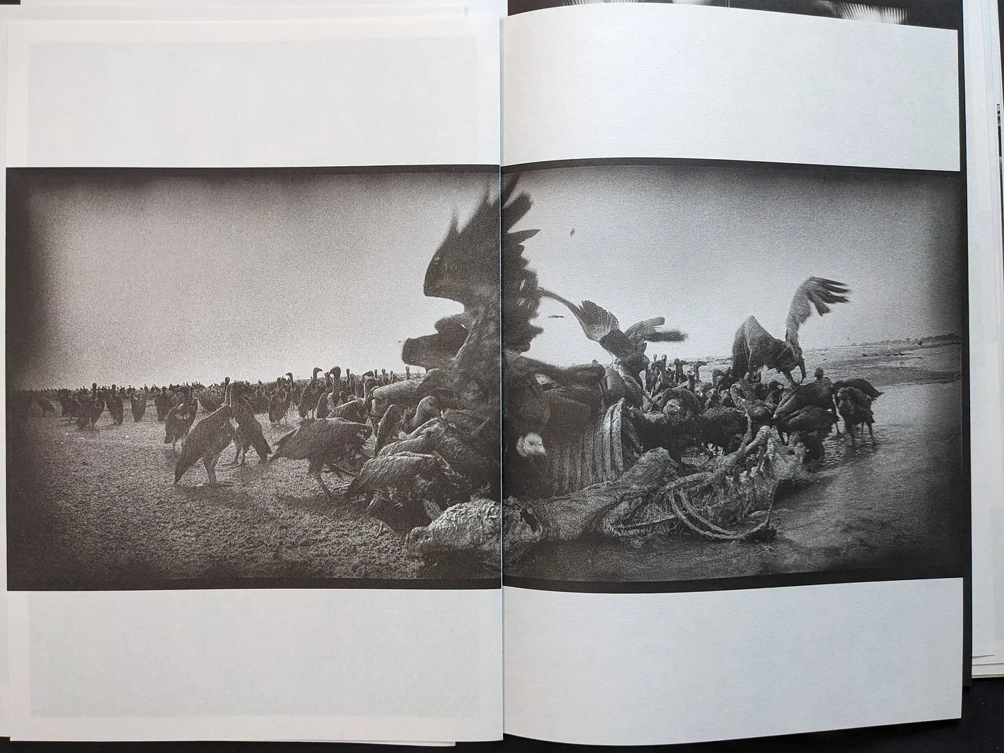 Interior spread from Hunger – Epilogue depicting a large flock of vultures on open ground, crowding around a carcass in a high-grain black and white photograph.