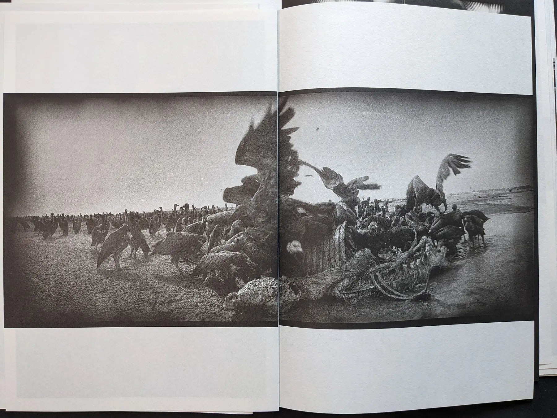 Interior spread from Hunger – Epilogue depicting a large flock of vultures on open ground, crowding around a carcass in a high-grain black and white photograph.