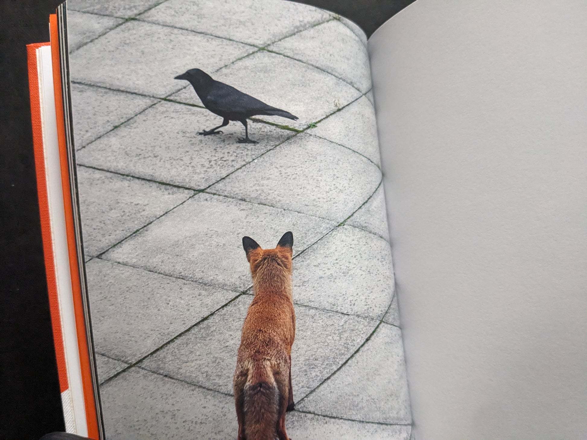 Photograph of a fox facing a crow on a paved surface.