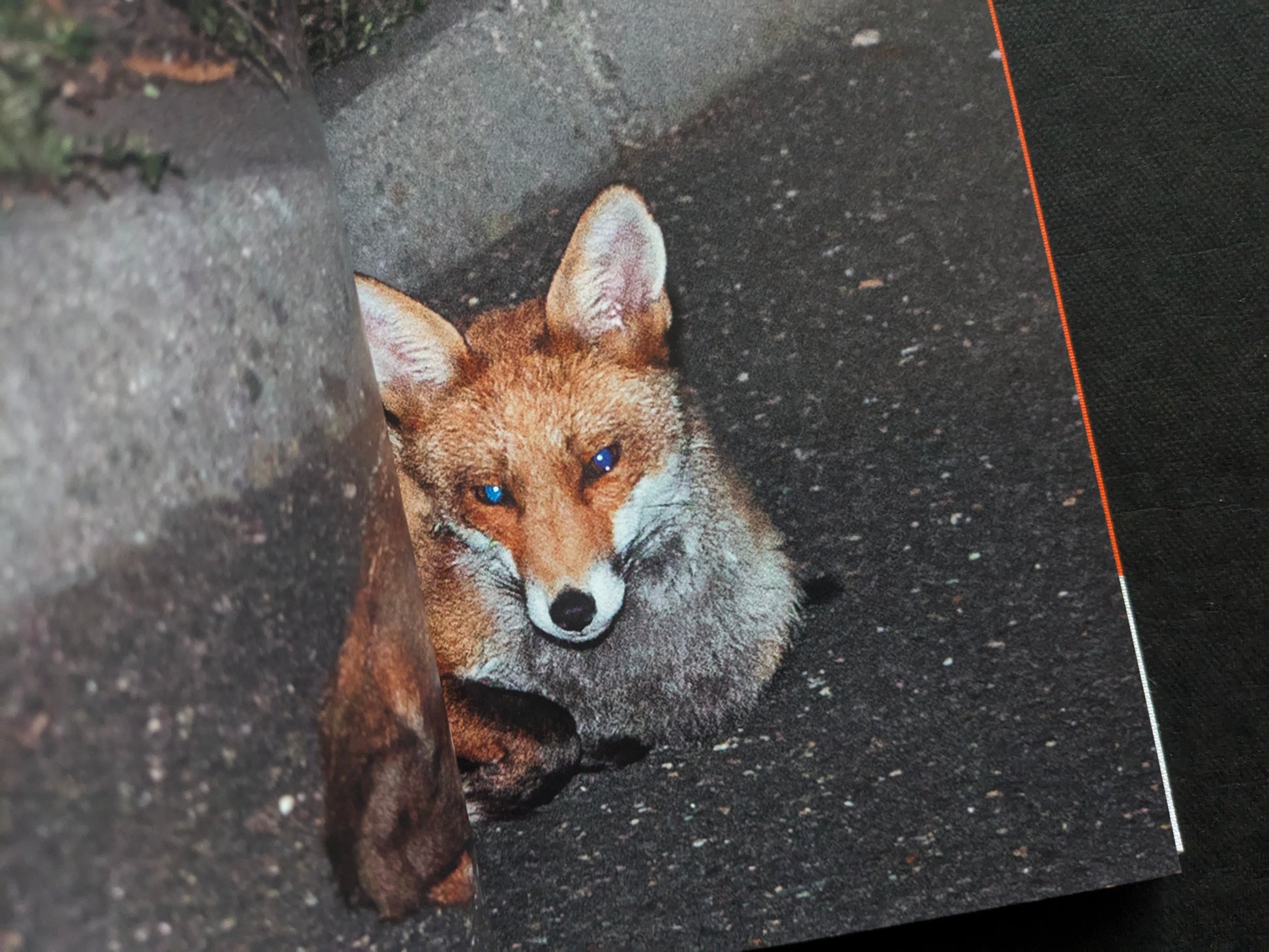 Night photograph of a fox looking toward the camera.