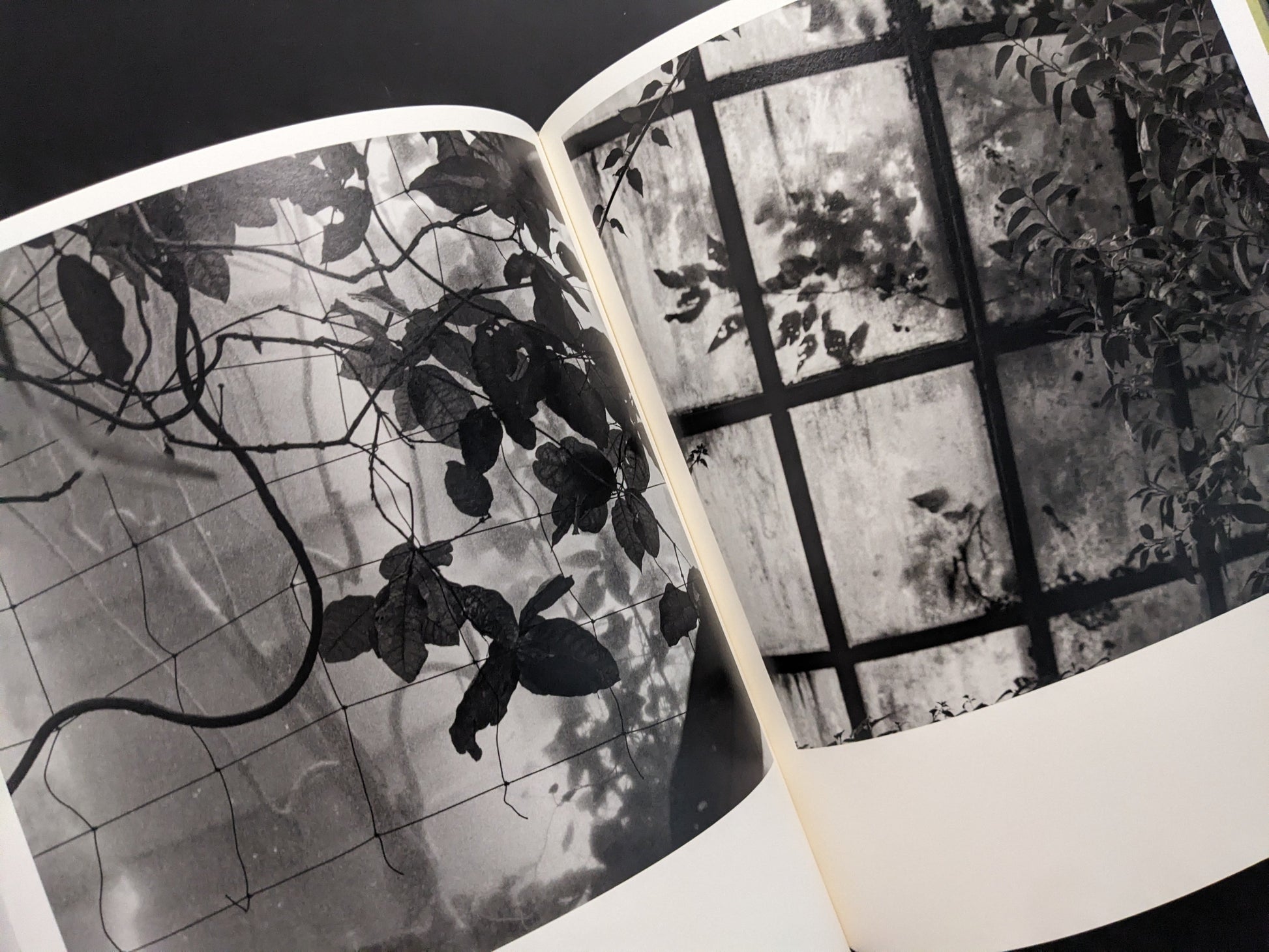 Vines and plant shadows against greenhouse windows, atmospheric black and white photograph from Im Treibhaus.