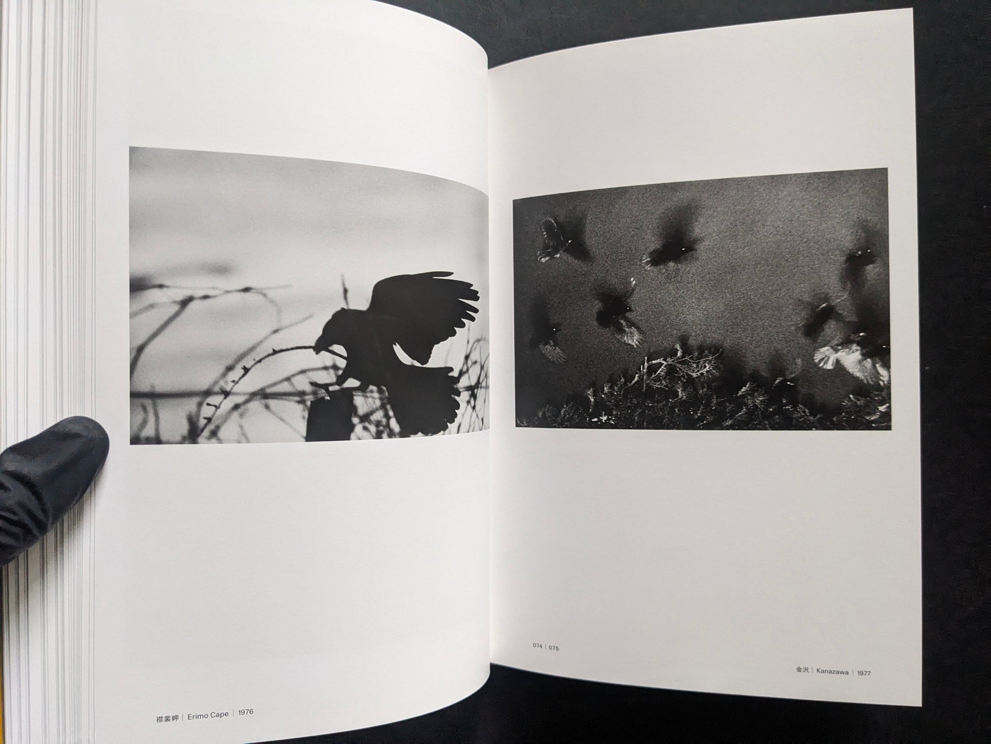 Open spread with a crow silhouette on a branch and birds in flight.