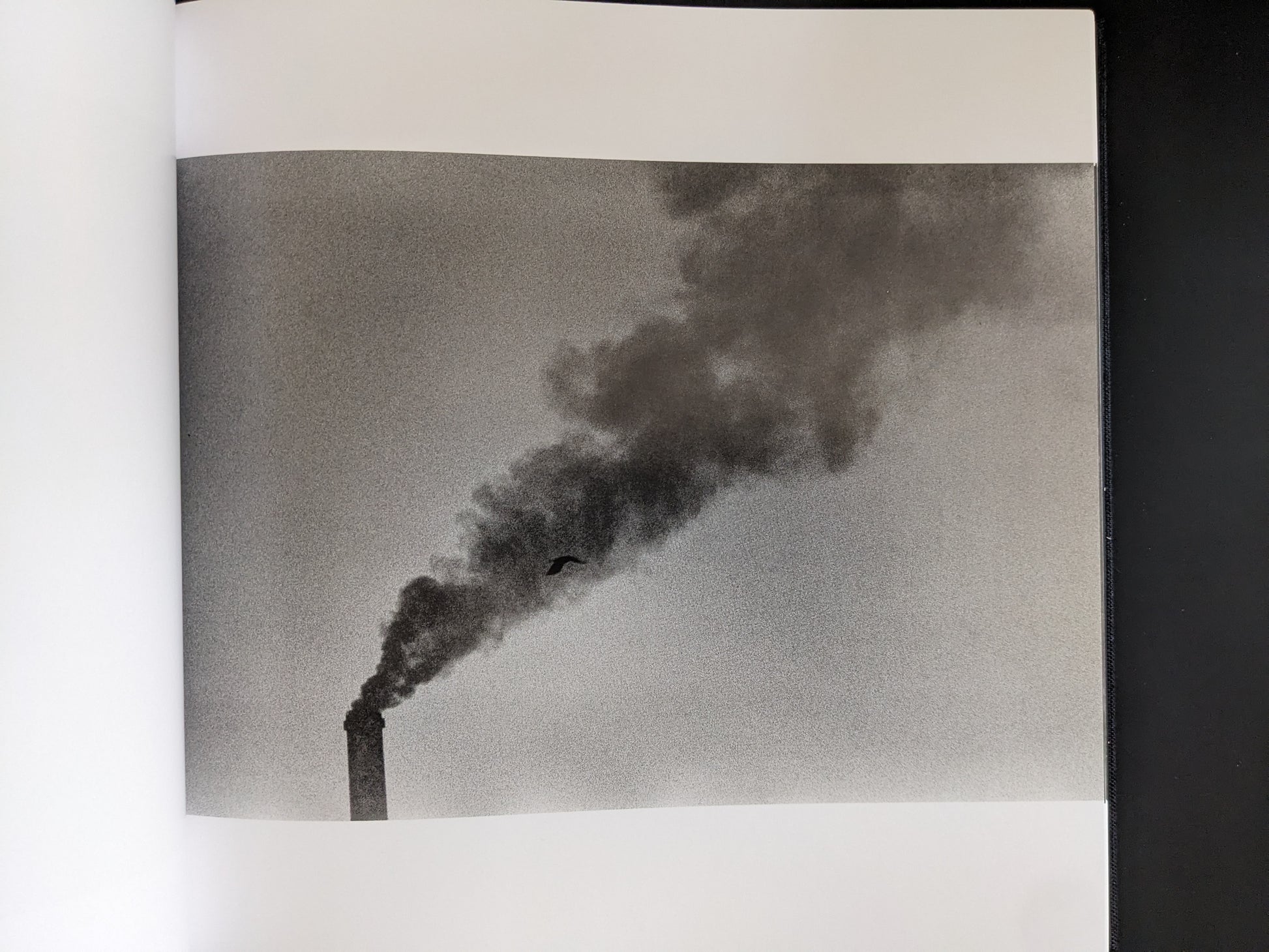 Raven flying near industrial smokestack with dense plume of smoke.