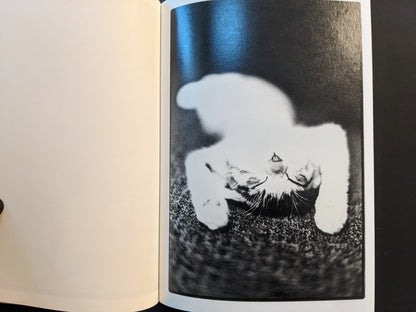 Soft-focus photograph of a kitten approaching the camera on a dark textured surface.