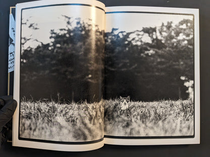 Wide landscape with a small kitten peeking from tall grass against a dark tree line.