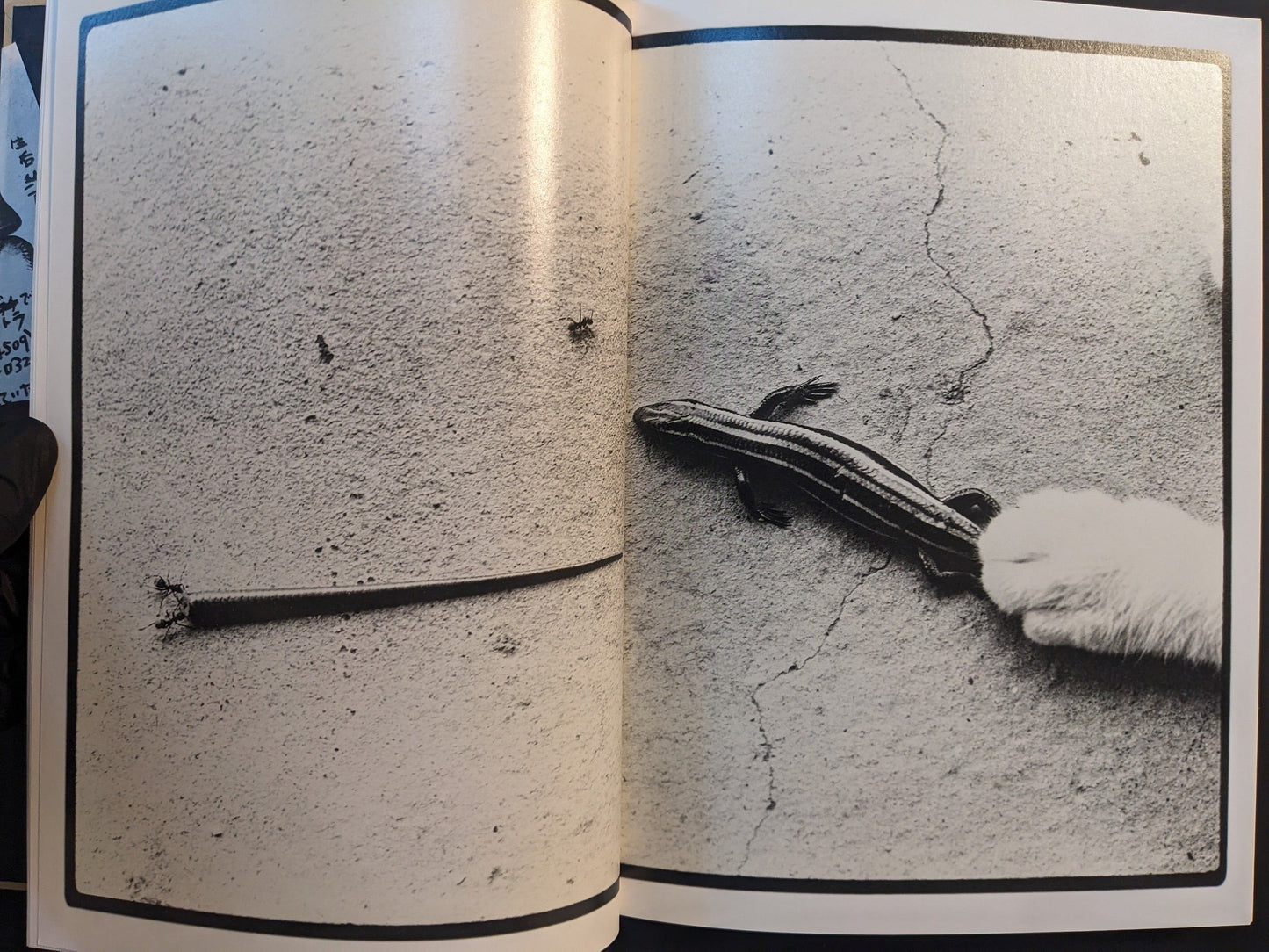 Two photographs: a lizard and detached tail on textured ground, and a cat’s paw approaching a lizard on concrete.