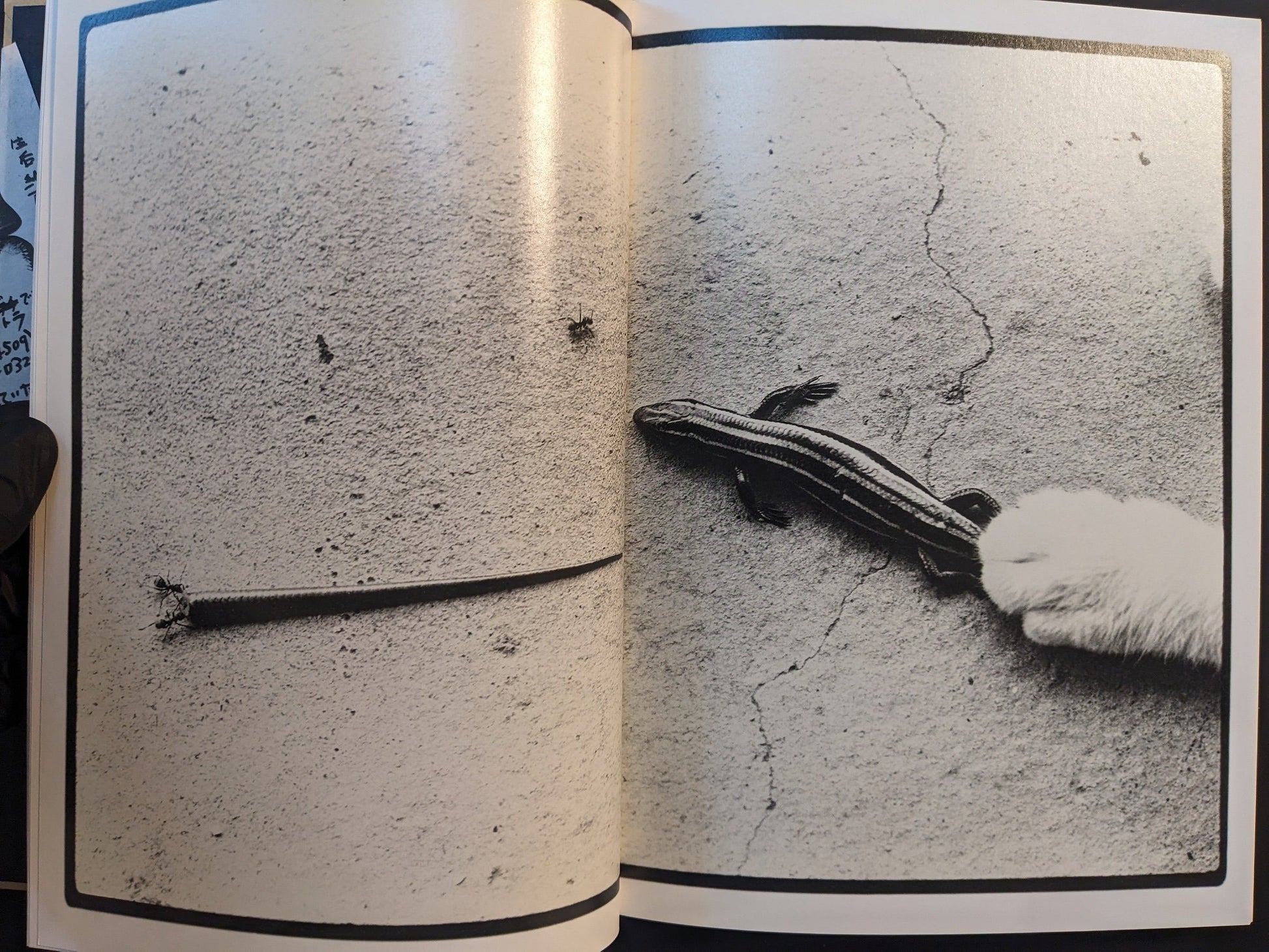 Two photographs: a lizard and detached tail on textured ground, and a cat’s paw approaching a lizard on concrete.