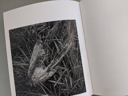Close-up of a dead bird lying in grass
