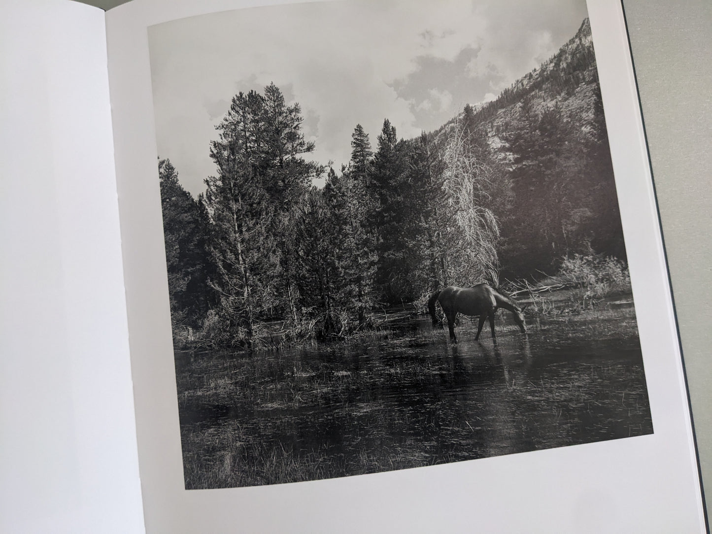 Solitary horse standing in a wet meadow with trees and mountains