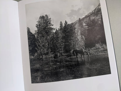 Solitary horse standing in a wet meadow with trees and mountains