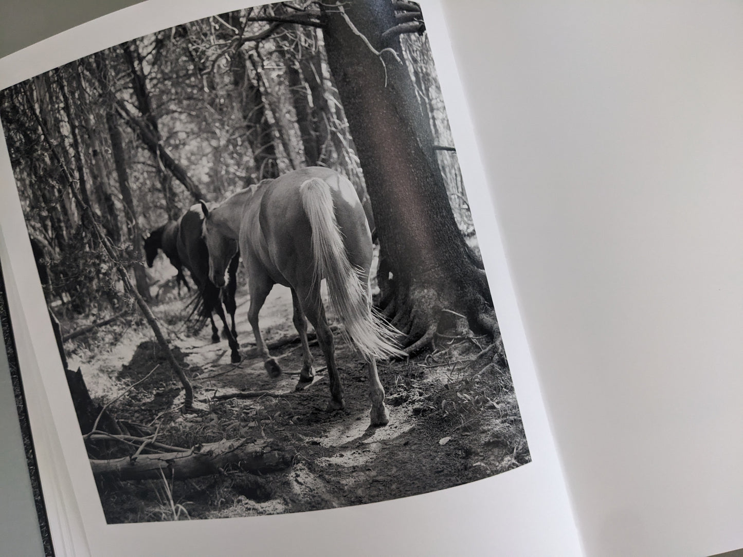 Black-and-white photograph of horses moving through a forest path