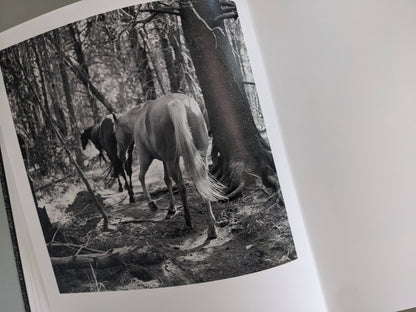 Black-and-white photograph of horses moving through a forest path