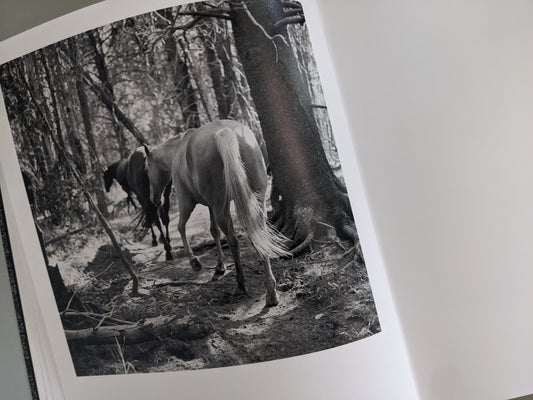 Black-and-white photograph of horses moving through a forest path