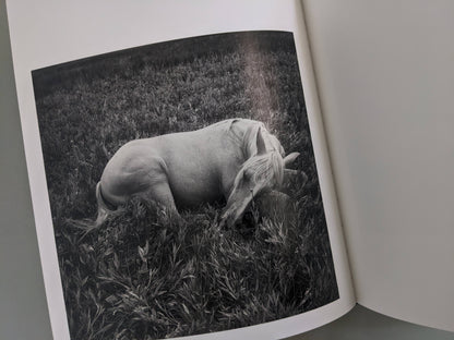 White horse resting in tall grass