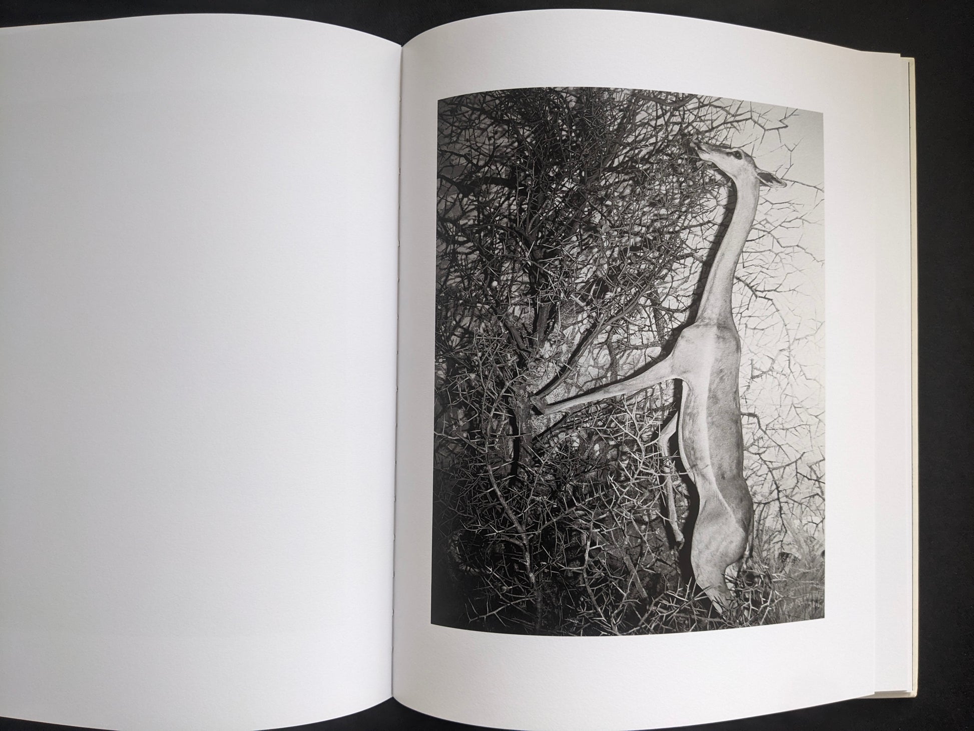 Interior photograph from Mimi Plumb’s Landfall showing an animal figure among thorny branches.