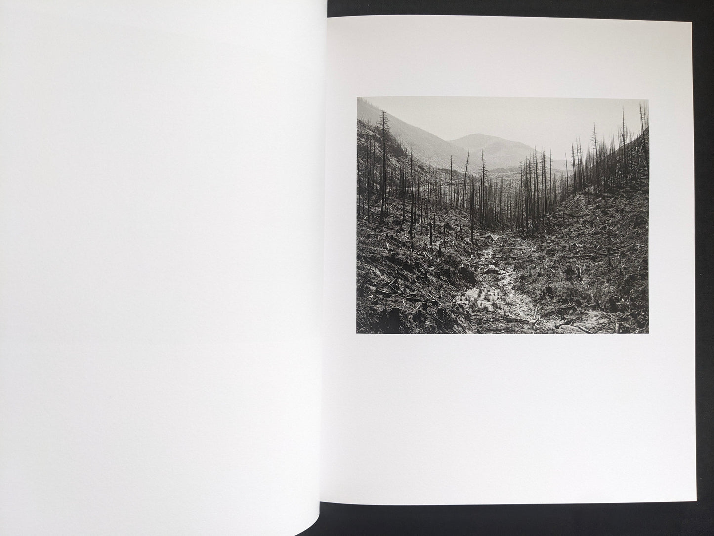 Interior photograph from Mimi Plumb’s Landfall showing a burned forest landscape with charred tree trunks.
