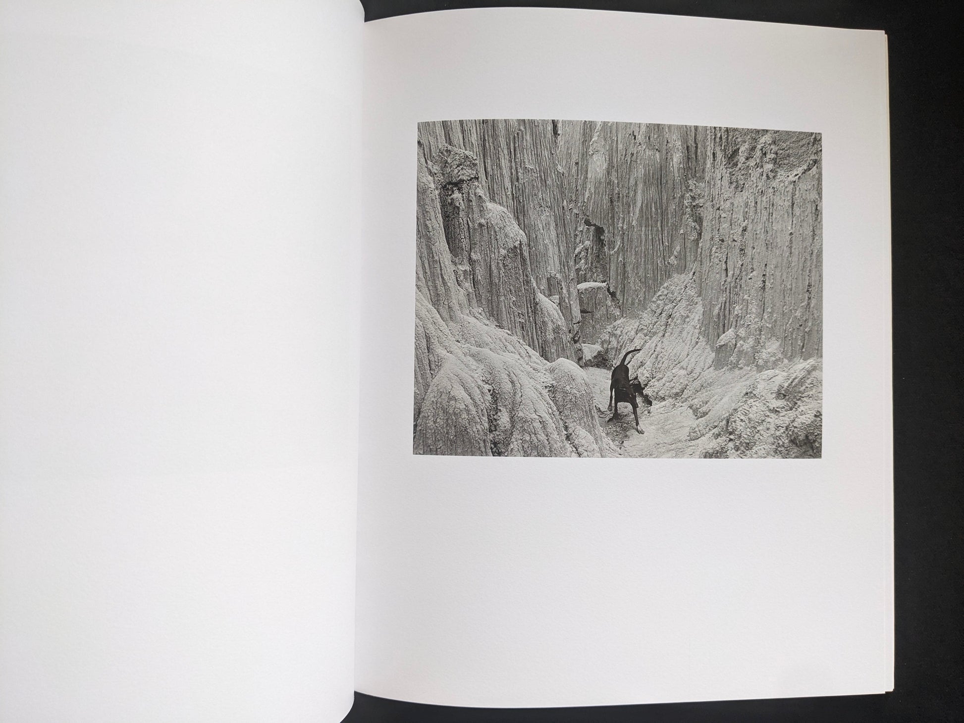 Interior photograph from Mimi Plumb’s Landfall showing a lone dog figure in a rocky canyon landscape.
