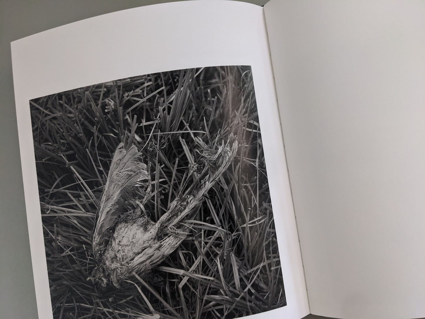 Close-up of a dead bird lying in the grass