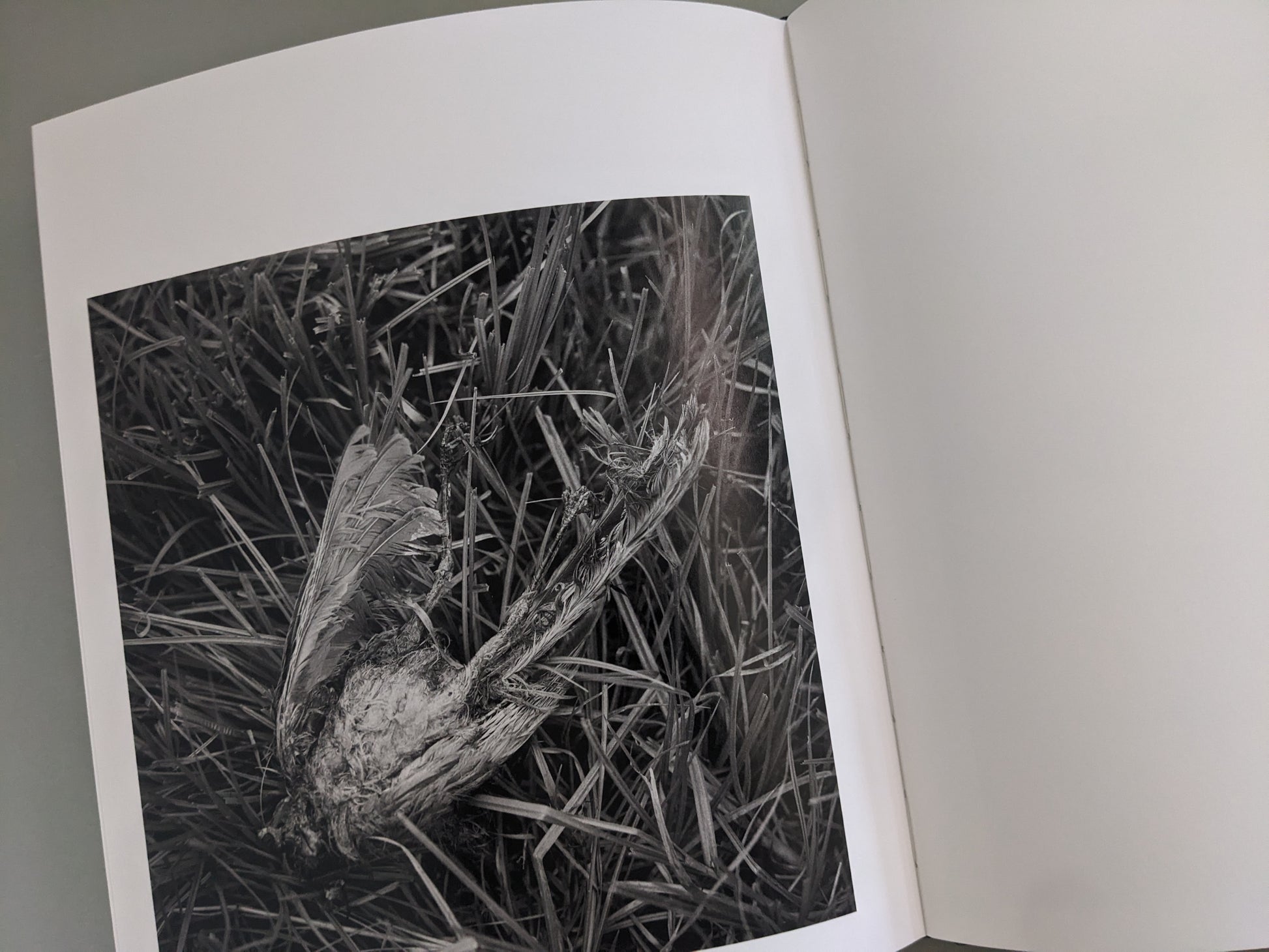 Close-up of a dead bird lying in the grass