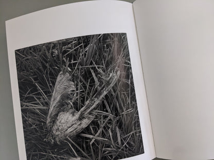 Close-up of a dead bird lying in the grass