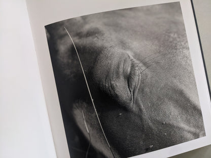 Extreme close-up of a horse’s closed eye and skin texture