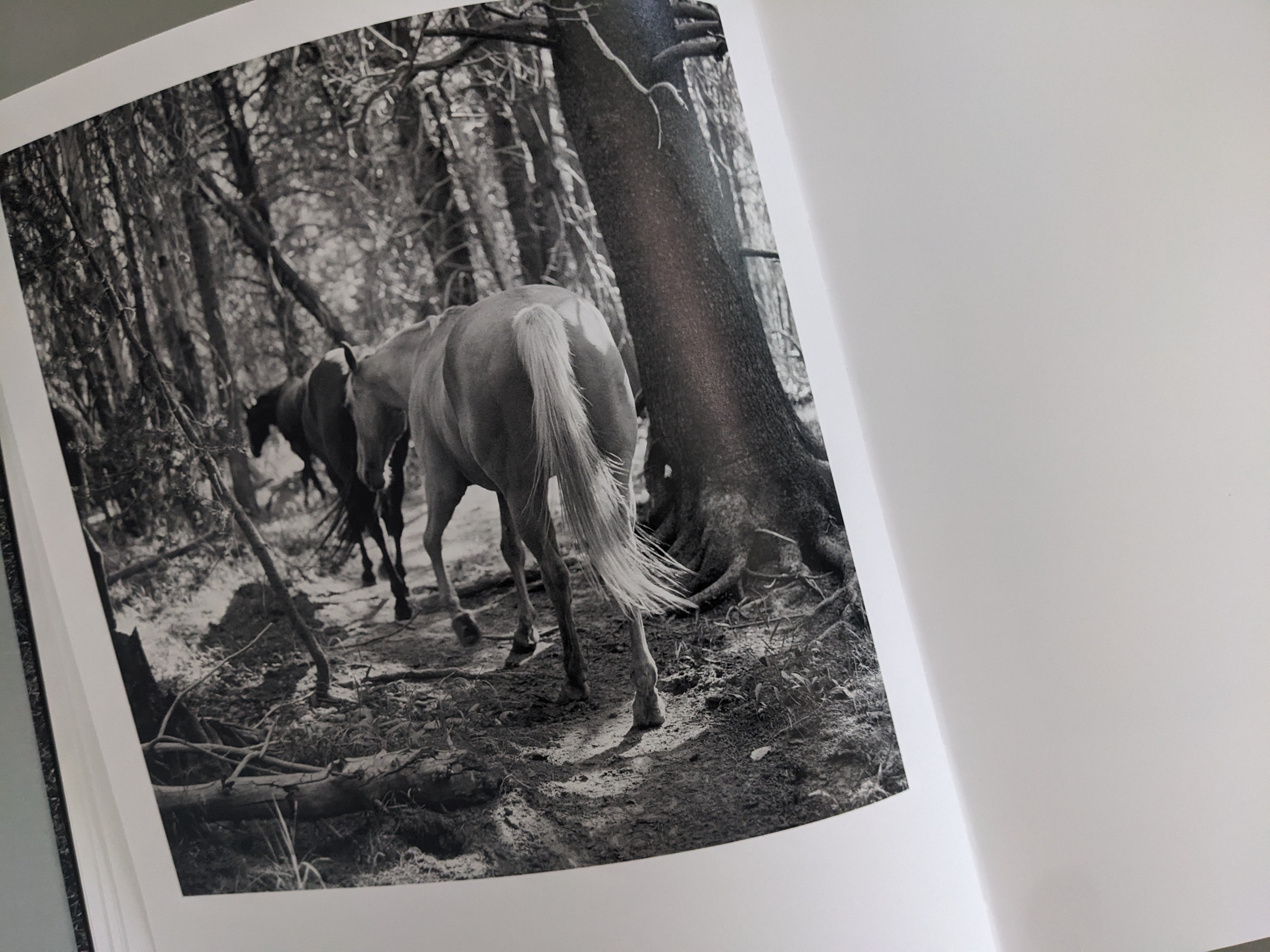 アート・デザイン・音楽 Mimi Plumb / Megalith-still Megalith-Still – Mimi Plumb | Photobook – Stanley/Barker