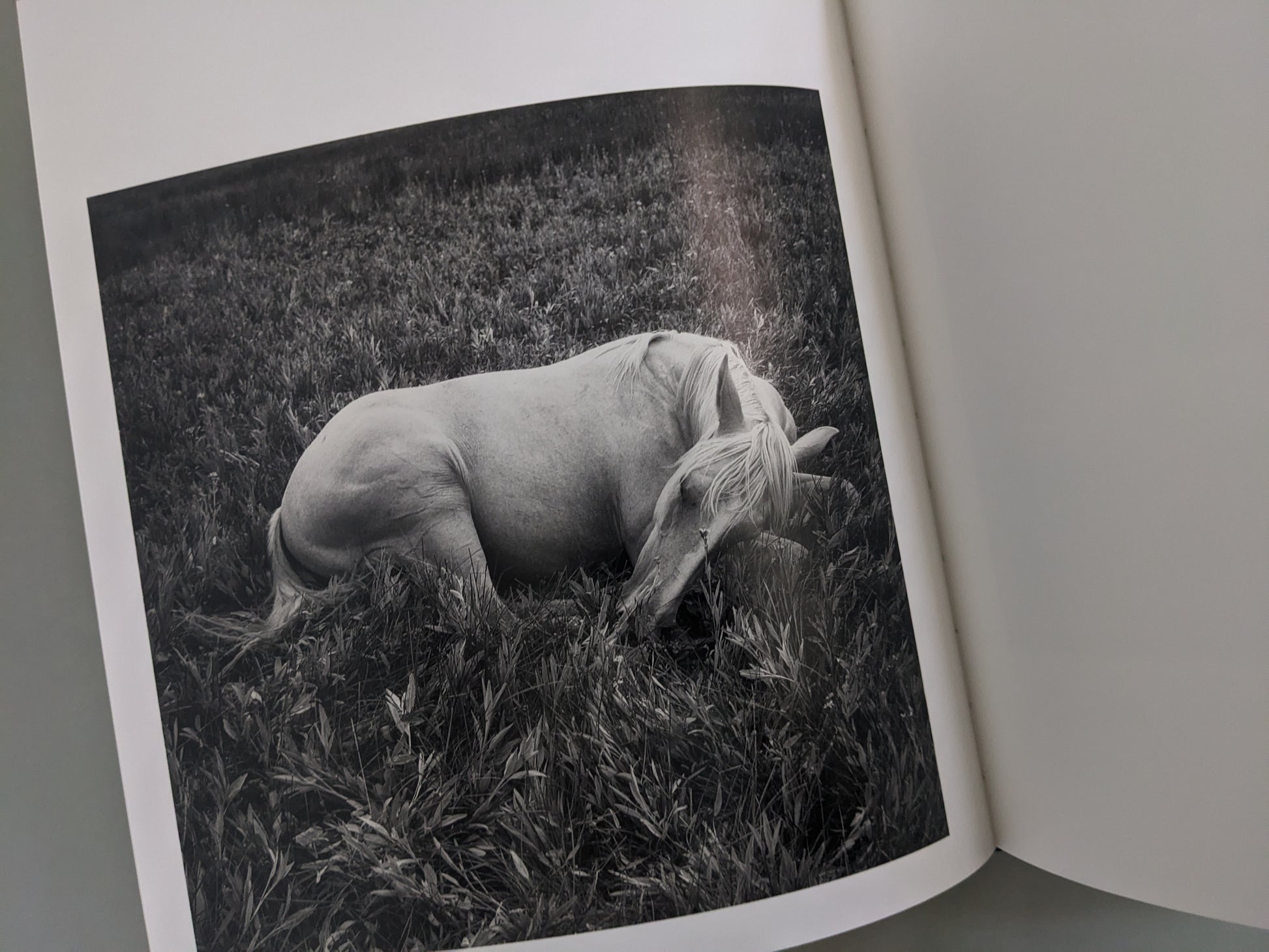 Photograph of a white horse resting in tall grass, from Mimi Plumb’s Megalith-Still series.