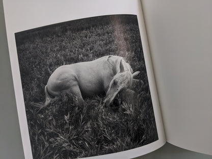 Photograph of a white horse resting in tall grass, from Mimi Plumb’s Megalith-Still series.