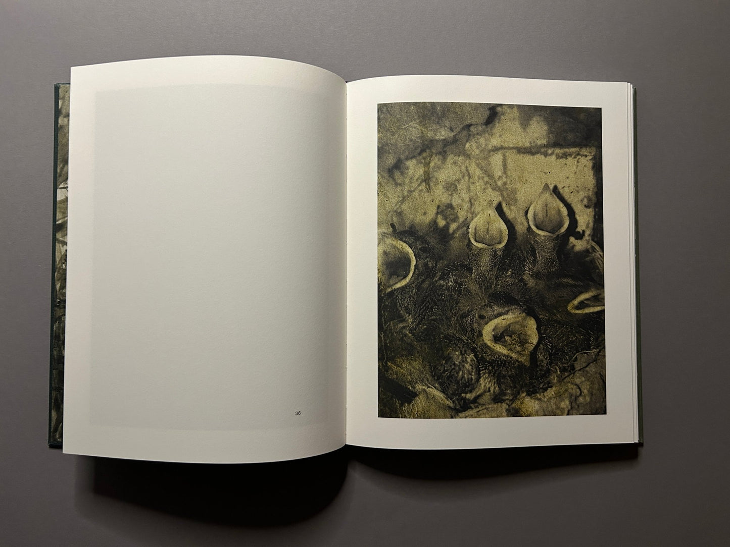 Night Procession by Stephen Gill, open spread with a close-up animal detail