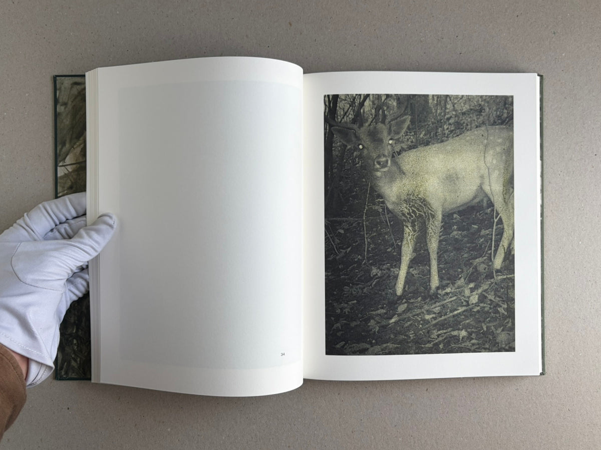 Night Procession by Stephen Gill, open photobook showing a deer photograph on the right-hand page, with a gloved hand holding the book open.
