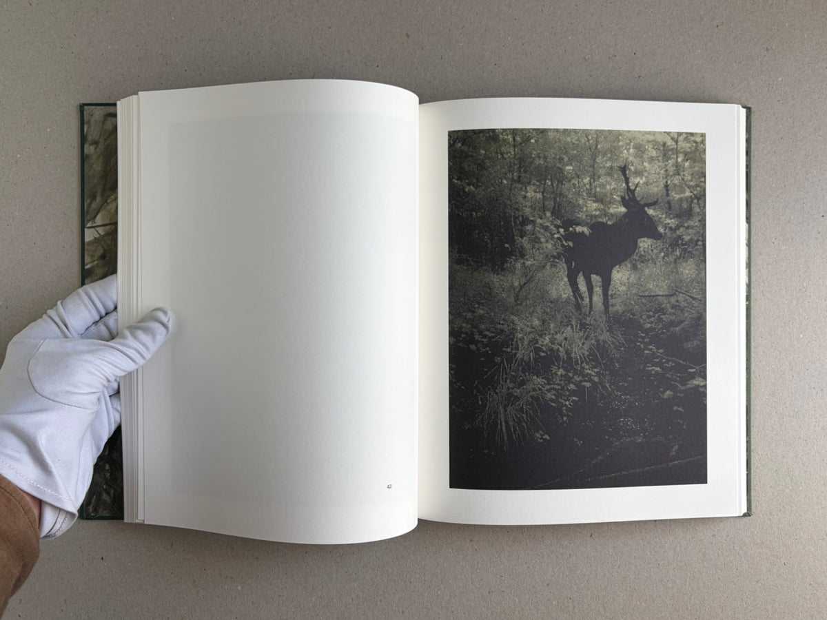 Night Procession by Stephen Gill, open to a spread with a dark forest photograph of a deer on the right-hand page.