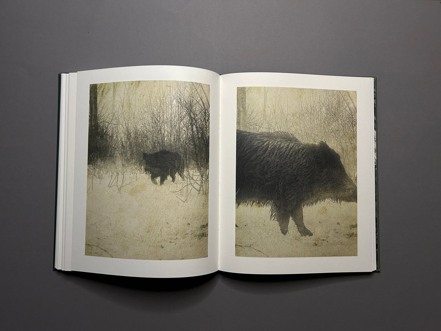 Night Procession by Stephen Gill, open spread with a wild boar image
