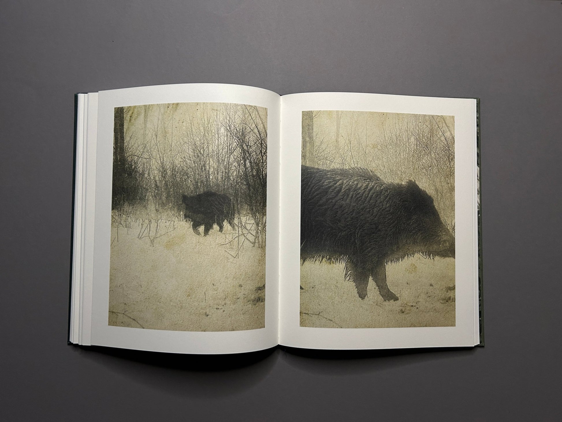 Night Procession by Stephen Gill, open spread with a wild boar image