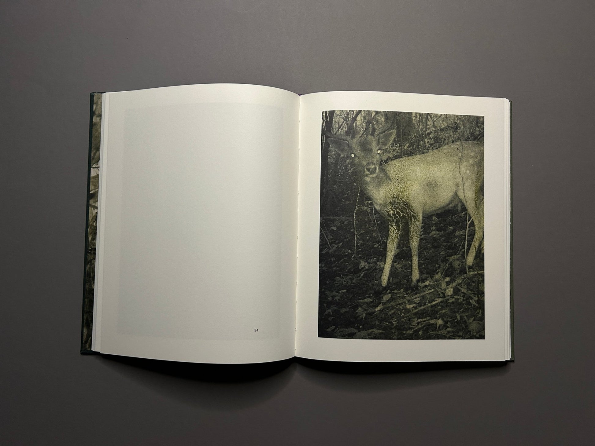 Night Procession by Stephen Gill, open spread with a deer image