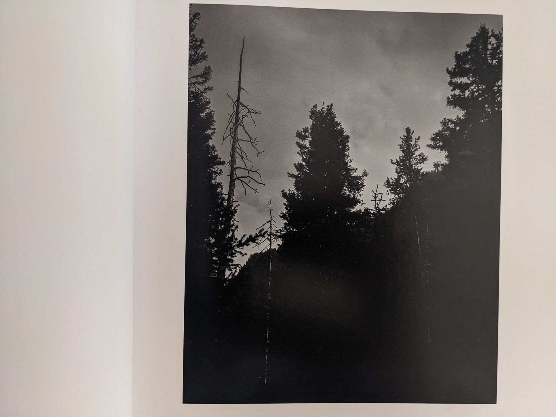 Black-and-white photograph of dark forest silhouettes under a cloudy sky from 'No Fences'