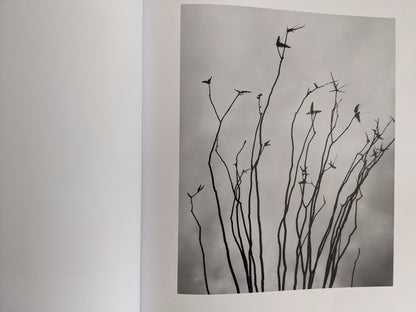 Black-and-white close-up of sparse desert branches against a cloudy sky from 'No Fences'