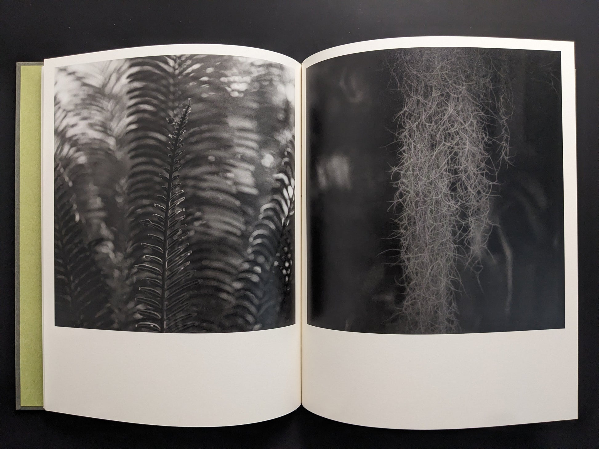 Close-up of ferns and greenhouse textures, from Im Treibhaus photobook.