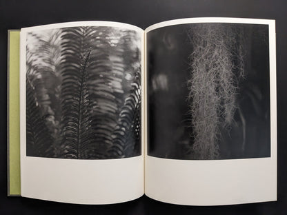 Close-up of ferns and greenhouse textures, from Im Treibhaus photobook.