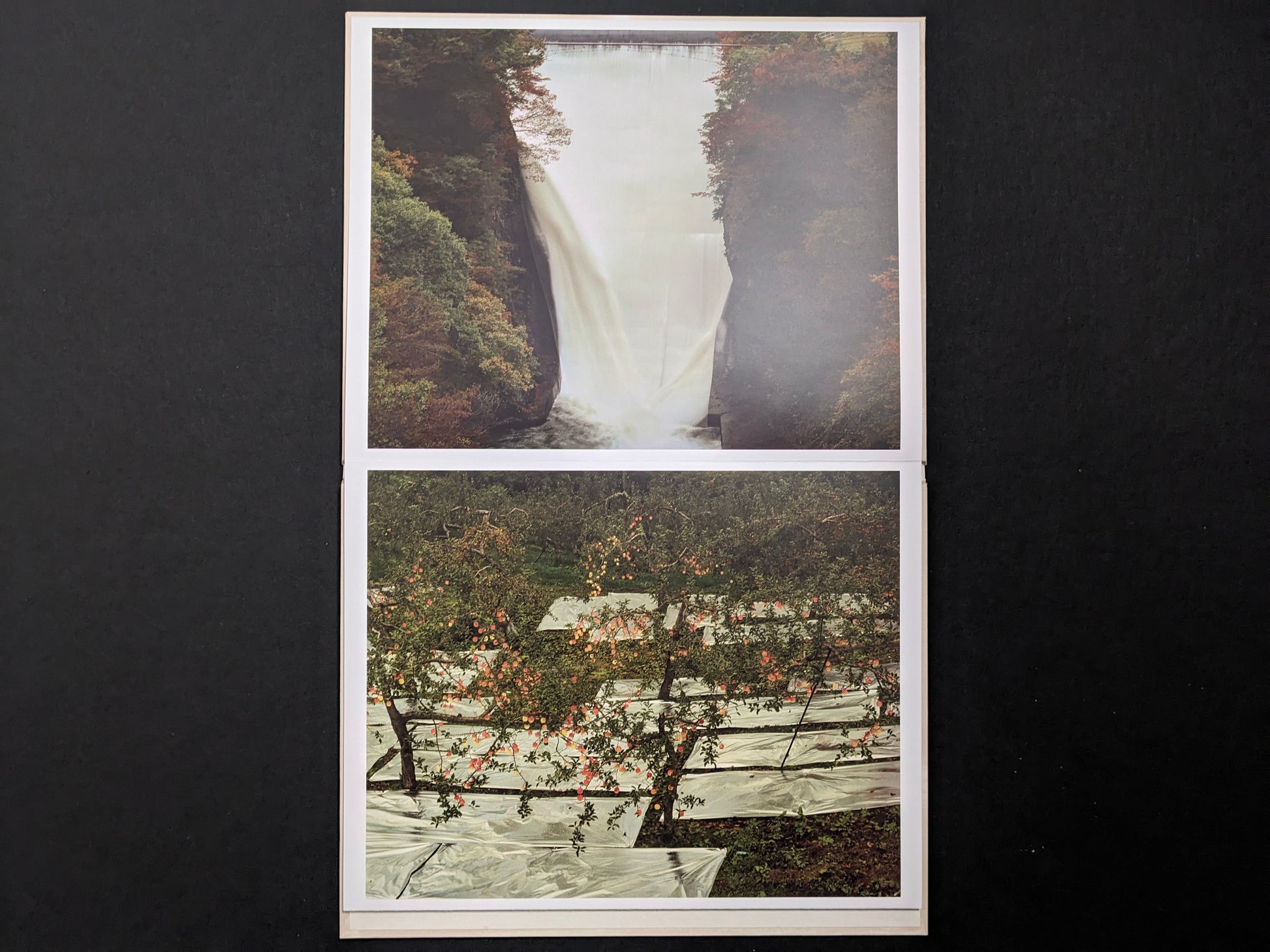 Leporello spread from Painting by Toshio Shibata showing a waterfall between cliffs and an orchard covered with protective sheets.