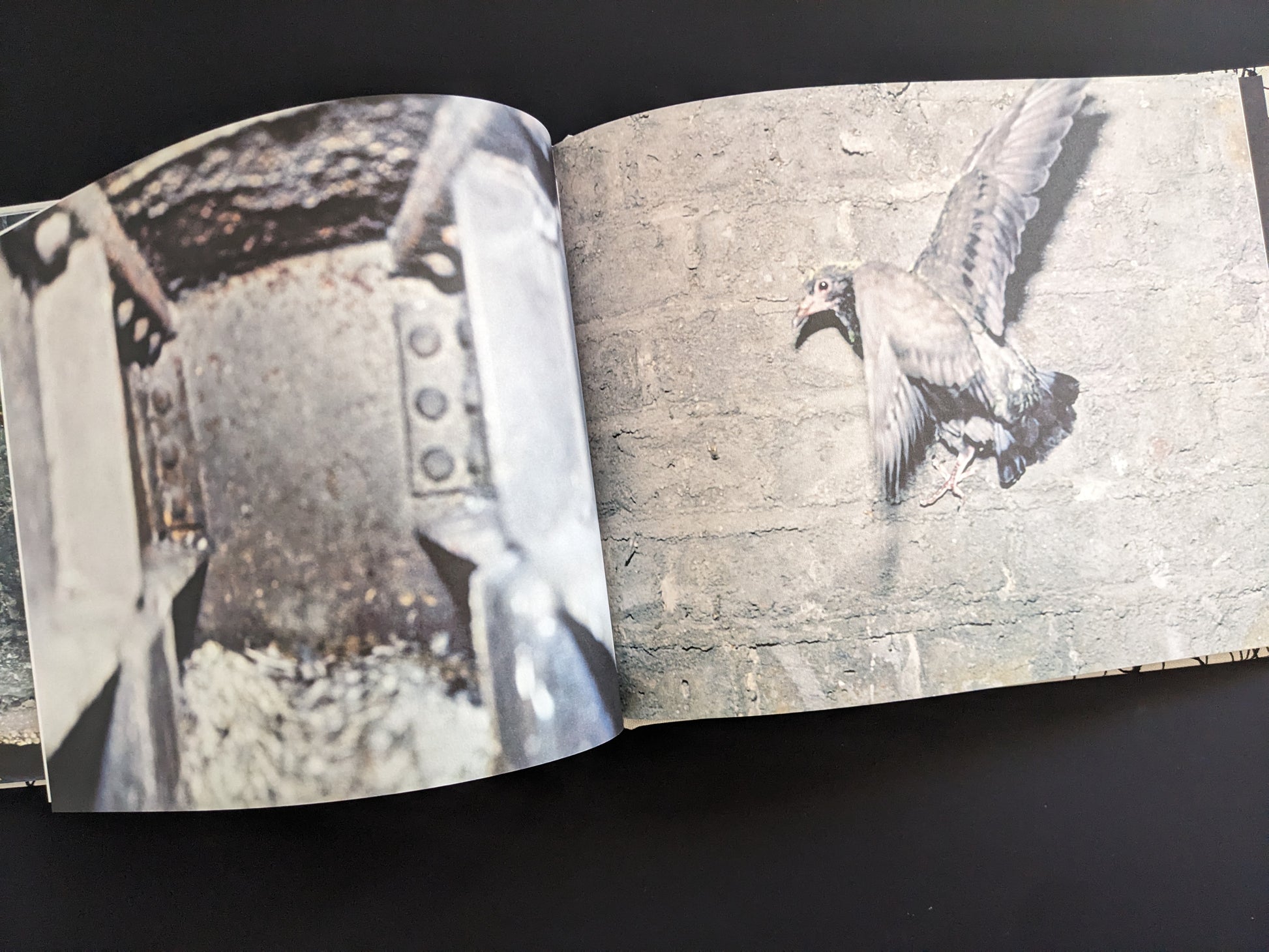Flying pigeon near a brick wall and steel beams, from Pigeons by Stephen Gill